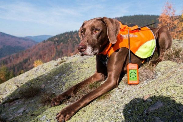 Dogtrace GPS mellény kutyáknak (12)