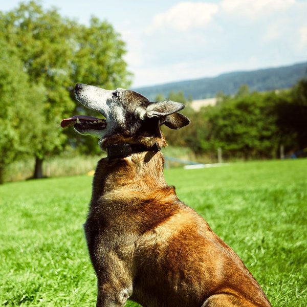 Dogtrace D-control professional 1000 elektromos nyakörv kutyán