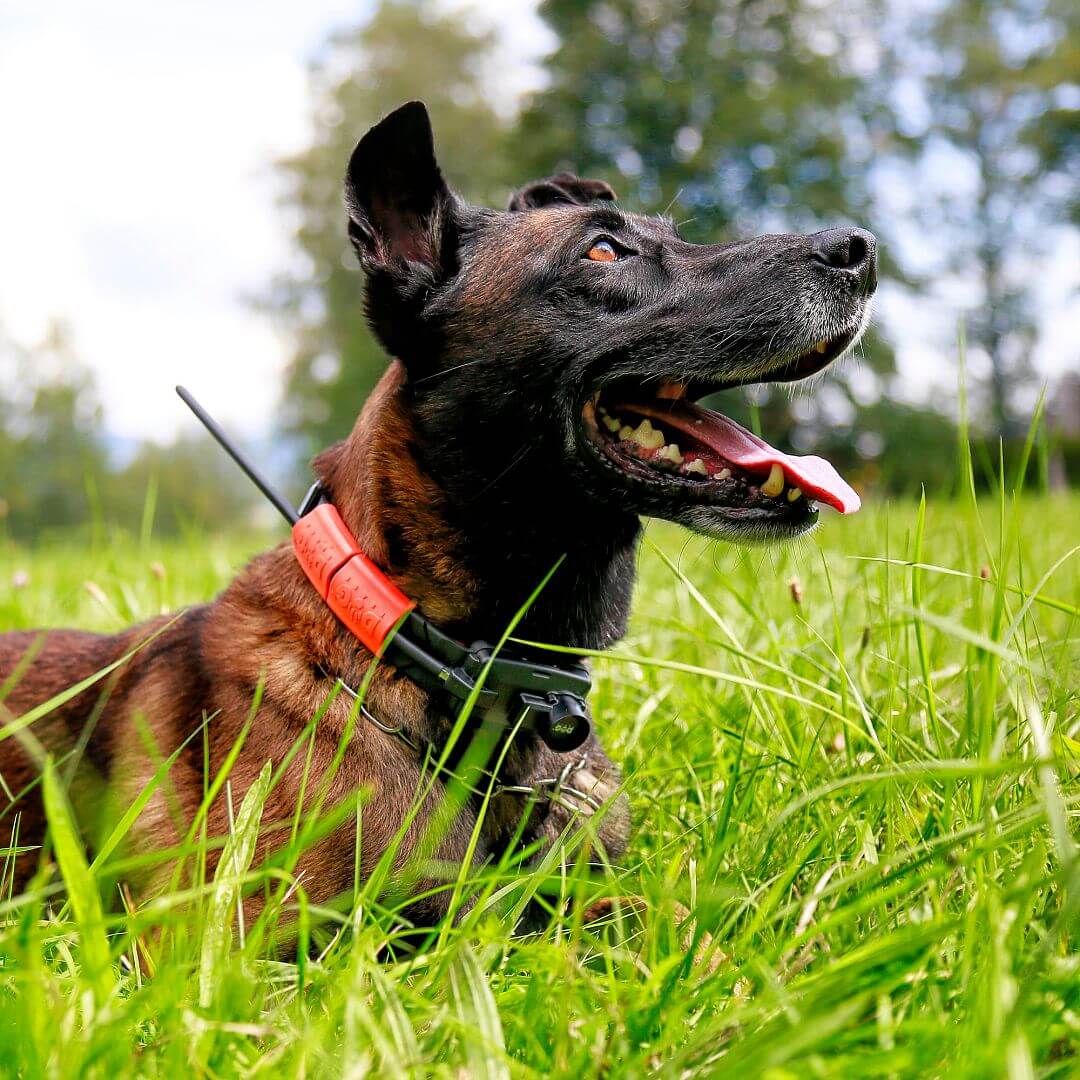 DOG GPS X25TB Professzionális helymeghatározó GPS nyakörv DOGTRACE (1) DOG GPS X25TB Professzionális helymeghatározó GPS nyakörv DOGTRACE (1)