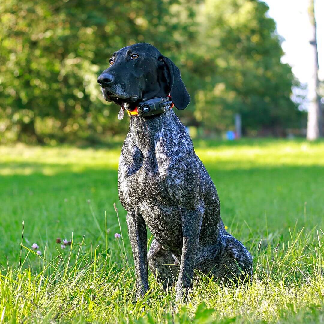 dogtrace-8565-8 DOG GPS X25B Short, gyári részletfotó 8