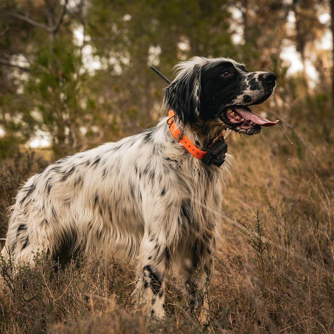 dogtrace-8586-4 DOG GPS X25B, gyári részletfotó 4