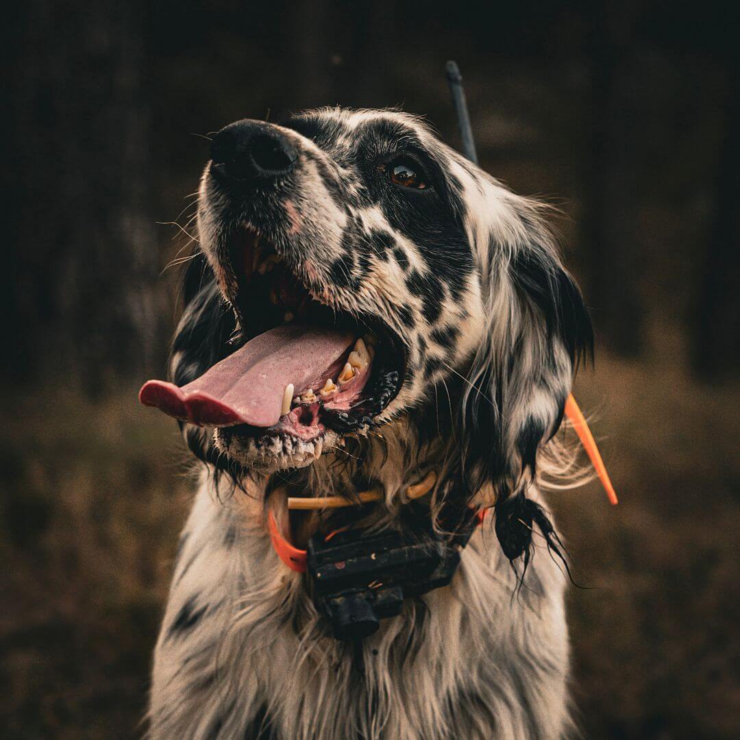 dogtrace-8567-8 DOG GPS X25TB Short, gyári részletfotó 8